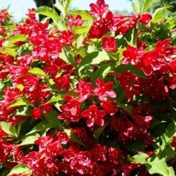 Krzewuszka Cudowna "Rubidol"