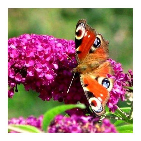 Budleja Royal Red cena