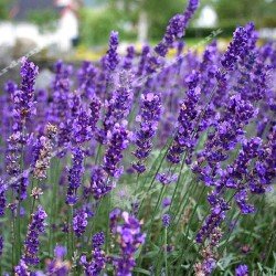 Lawenda wąskolistna ,,Blue Scent Early"