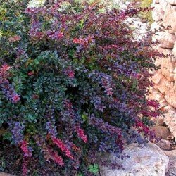 Berberys Red Jewel cena