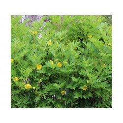 Piwonia Żółta - Ludlowll