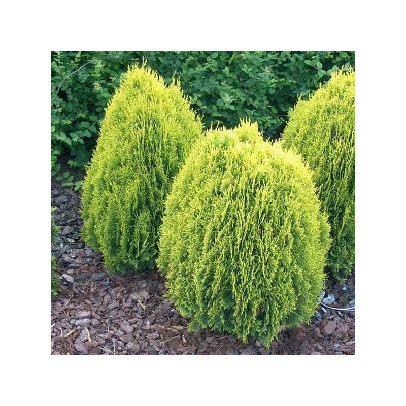 tuja aurea nana sadzonki