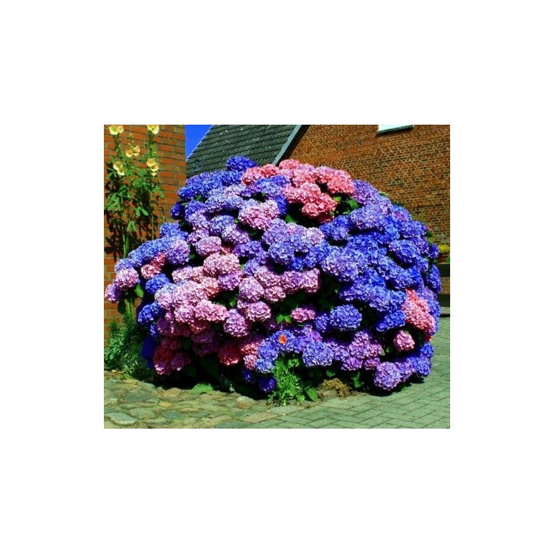 Hortensja ogrodowa mrozoodporna