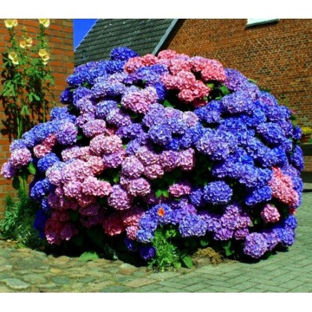 Hortensja ogrodowa mrozoodporna