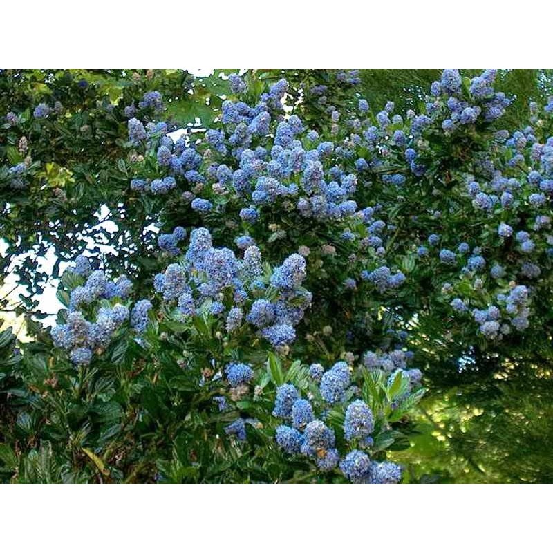 Prusznik Victoria cena