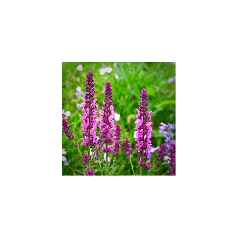 szałwia różowa cena