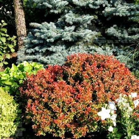 Berberys miniaturowy bagatelle