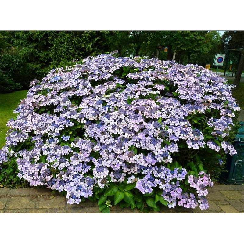 Hortensja piłkowana Bluebird sklep