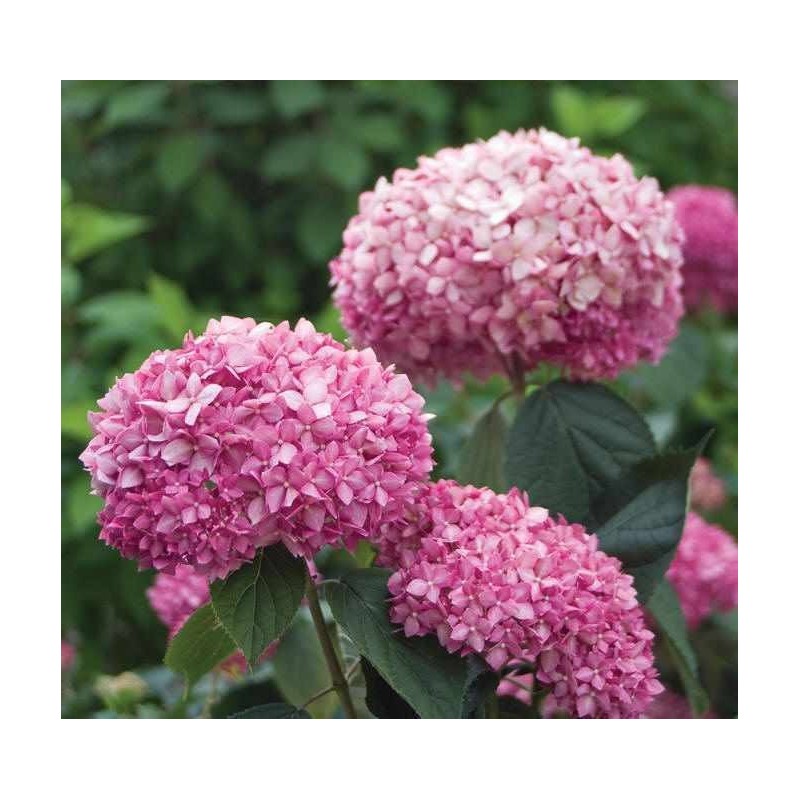 Hortensja krzewiasta pink annabelle sklep