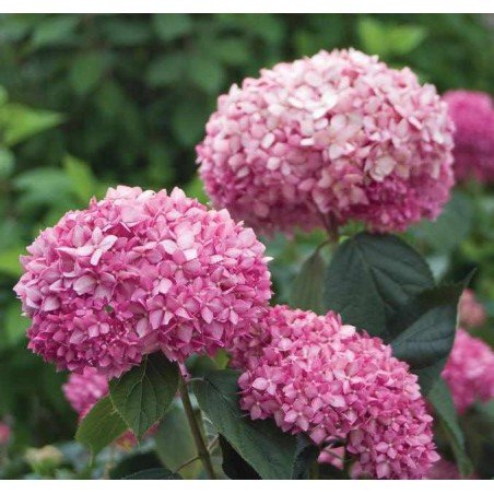 Hortensja krzewiasta pink annabelle sklep