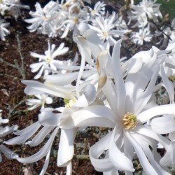 Magnolia ,,Waterlilly"