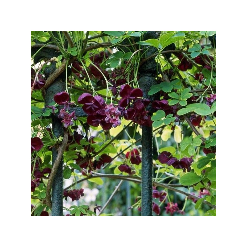 Akebia pięciolistkowa cena