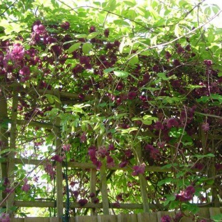 Akebia sklep internetowy