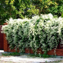 najszybciej rosnące pnącze