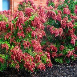 Pieris Japoński  "Valley Rose"