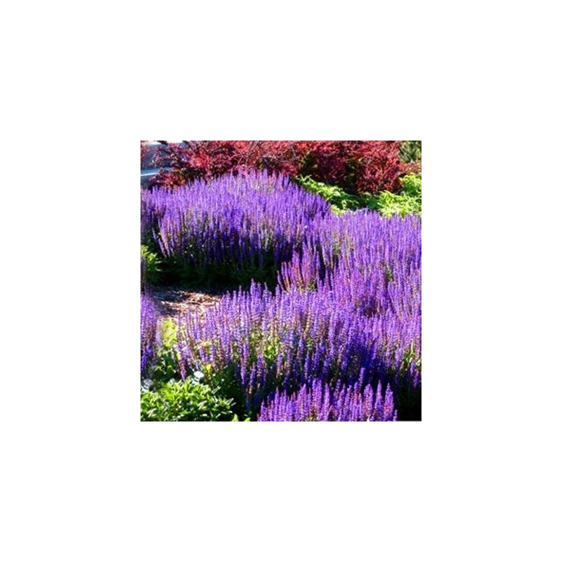 Szałwia omszona Merleau Blue