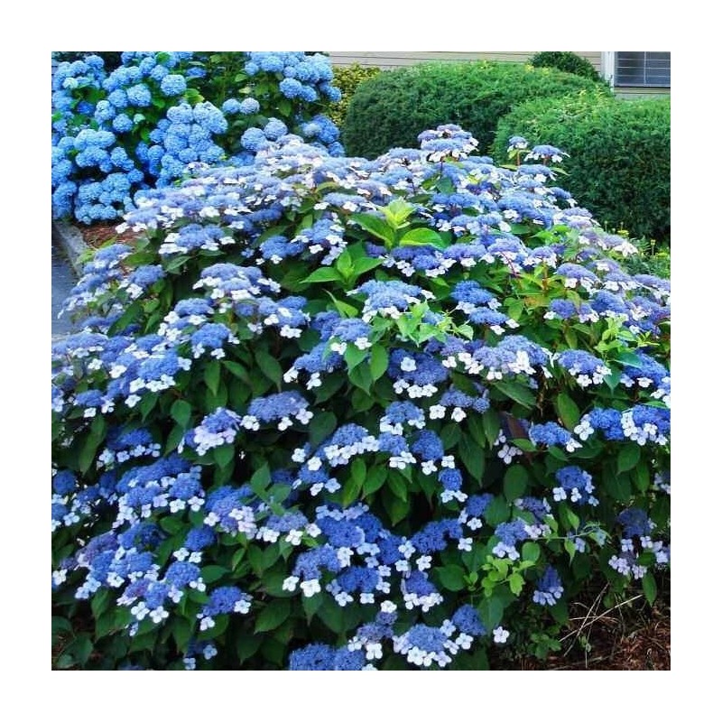 Hortensja piłkowana Bluebird sklep