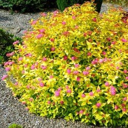Tawuła japońska 'Golden Princess' (Spiraea japonica)