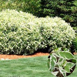 Dereń elegantissima sadzonki