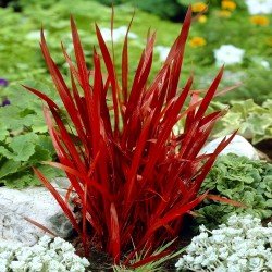 Imperata Red Baron