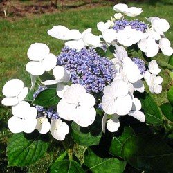 Hortensja ogrodowa 'LIBELLE'