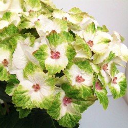 Hortensja Ogrodowa 'MAGICAL NOBLESSE'