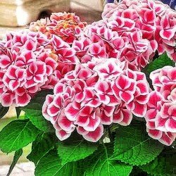 Hortensja Ogrodowa 'CAMILLA' - Sadzonka 2-letnia