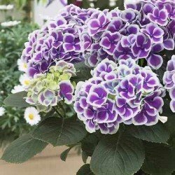 Hortensja Ogrodowa "TIVOLI"