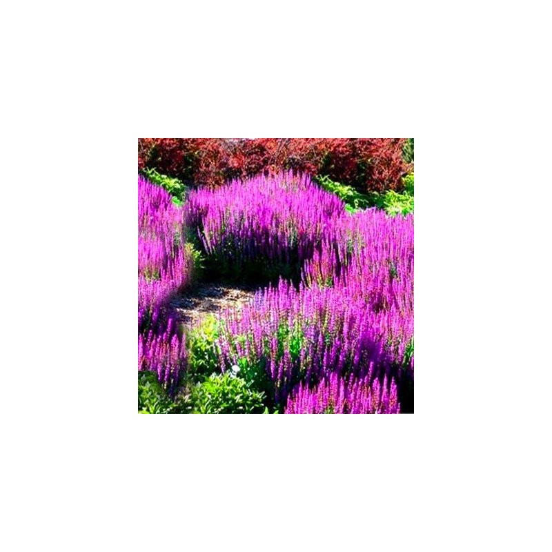 szałwia omszona merleau rose