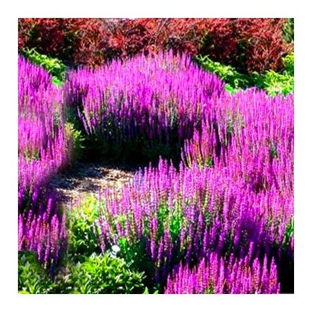 szałwia omszona merleau rose