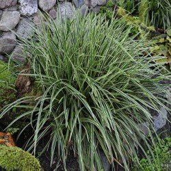 Turzyca Morrowa 'Ice Dance'