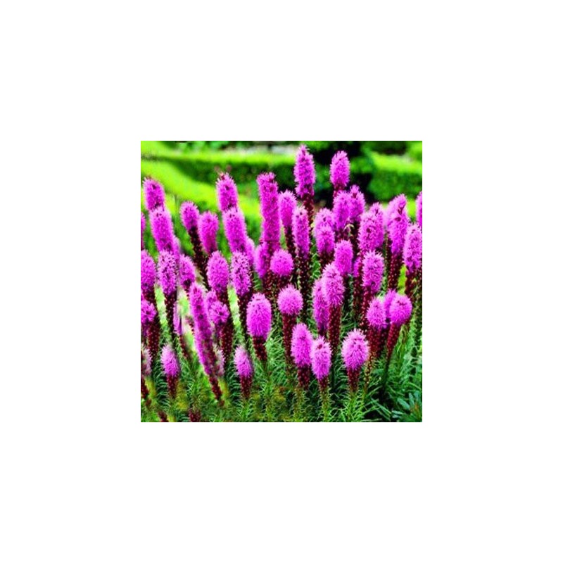 Liatra kłosowa kobold