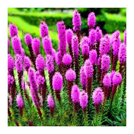 Liatra kłosowa kobold