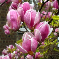 Magnolia ,,Lennei"
