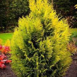 Żywotnik Olbrzymi (Thuja) Goldy