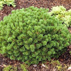 Sosna górska "Sport Mops"