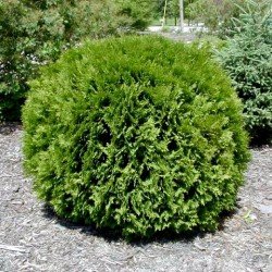 Żywotnik zachodni " Woodwardi"