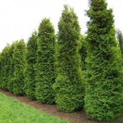 Żywotnik zachodni "Brabant"