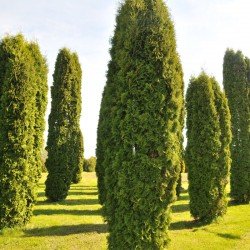 Żywotnik zachodni "Columna"