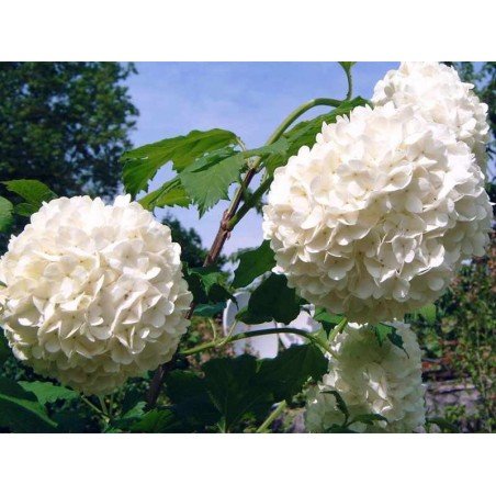 Kalina koralowa Opulus Roseum