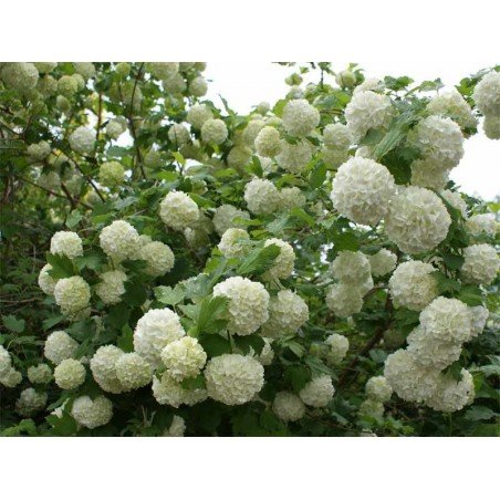 Kalina koralowa Opulus Roseum