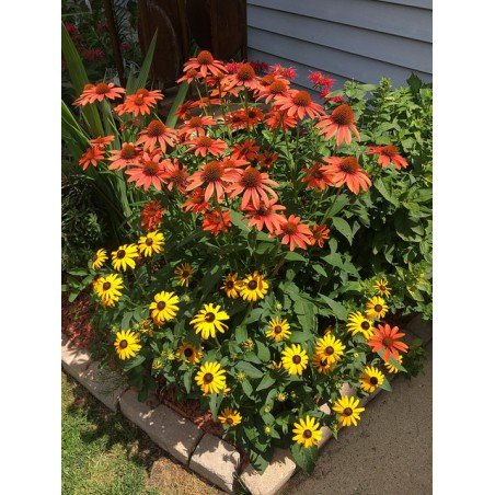 jeżówki wieloletnie