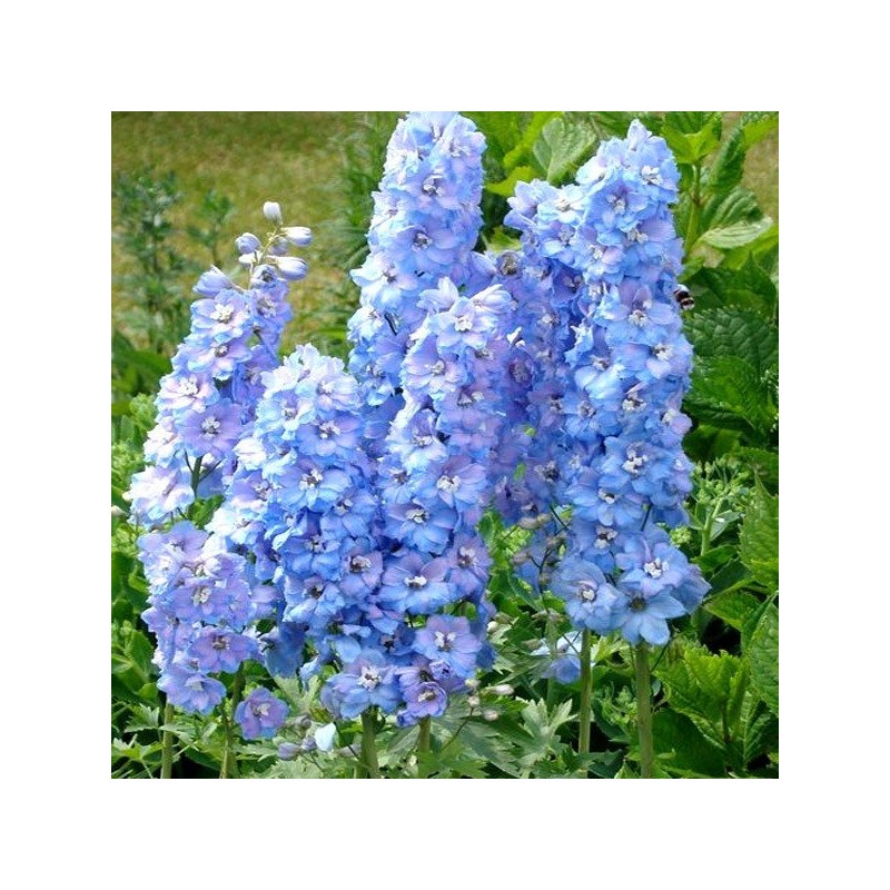 ostróżko jasno niebieska