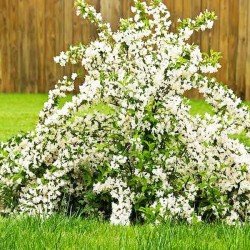 Krzewuszka Cudowna Candida