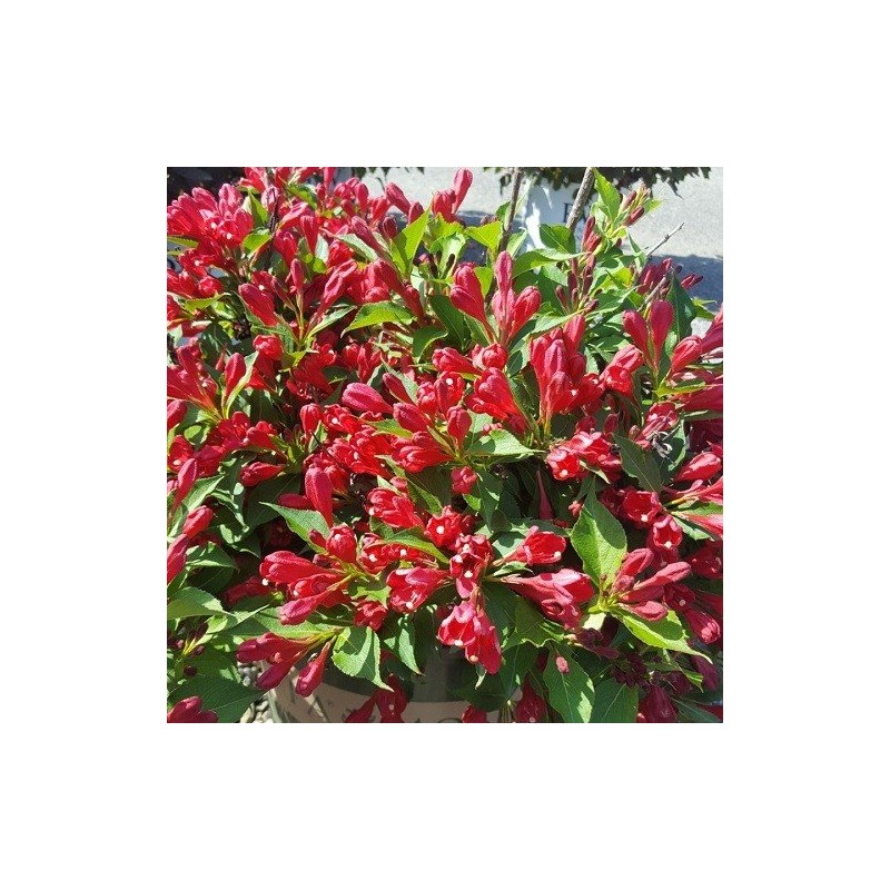 Krzewuszka Red Prince sadzonka