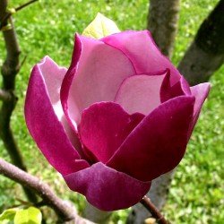 Magnolia 'Black Tulip'