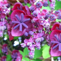 Akebia pięciolistkowa sadzonka