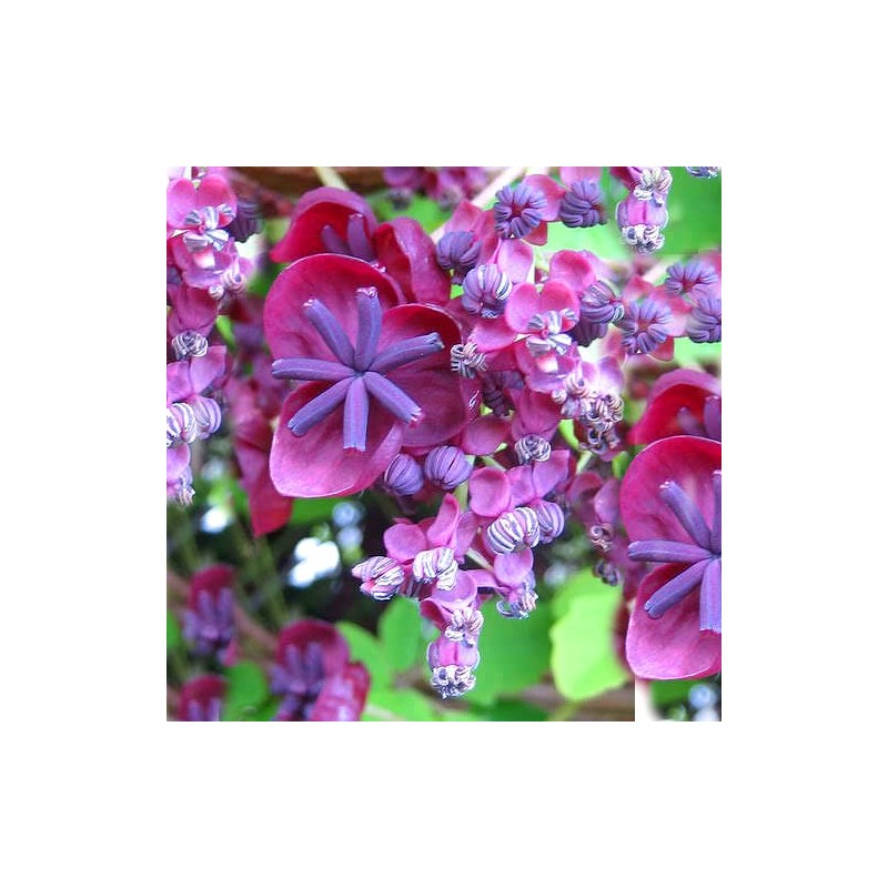 Akebia pięciolistkowa sadzonka