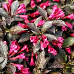 Krzewuszka Cudowna "Tango"