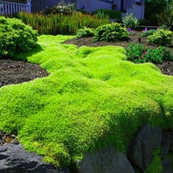 karmnik ościsty cena